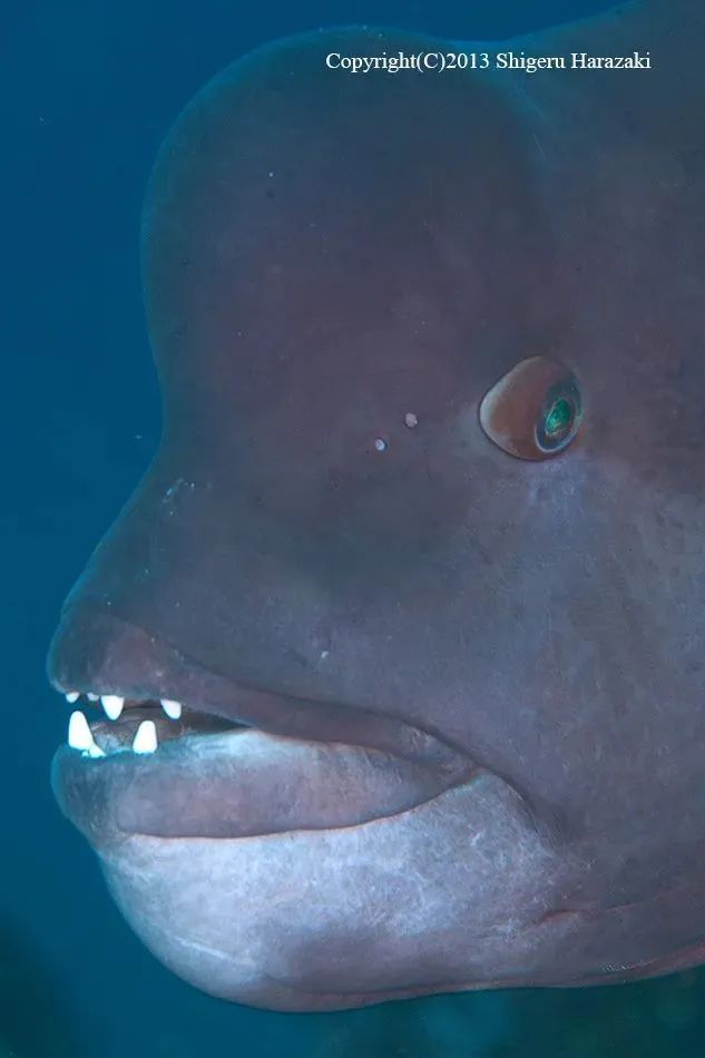 "寿星老"额头和突出的獠牙,是雄性突额隆头鱼的特征.