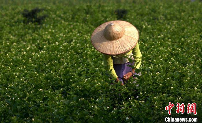 农户采摘茉莉花。犍为县委宣传部供图