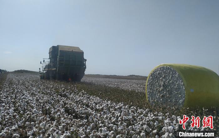 新疆兵团第六师芳草湖农场49万余亩机采棉加紧采收. 陈国燕 摄