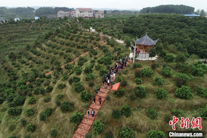 媒体团走进走进兰里镇冰糖橙产业科技示范园。　童迪 摄