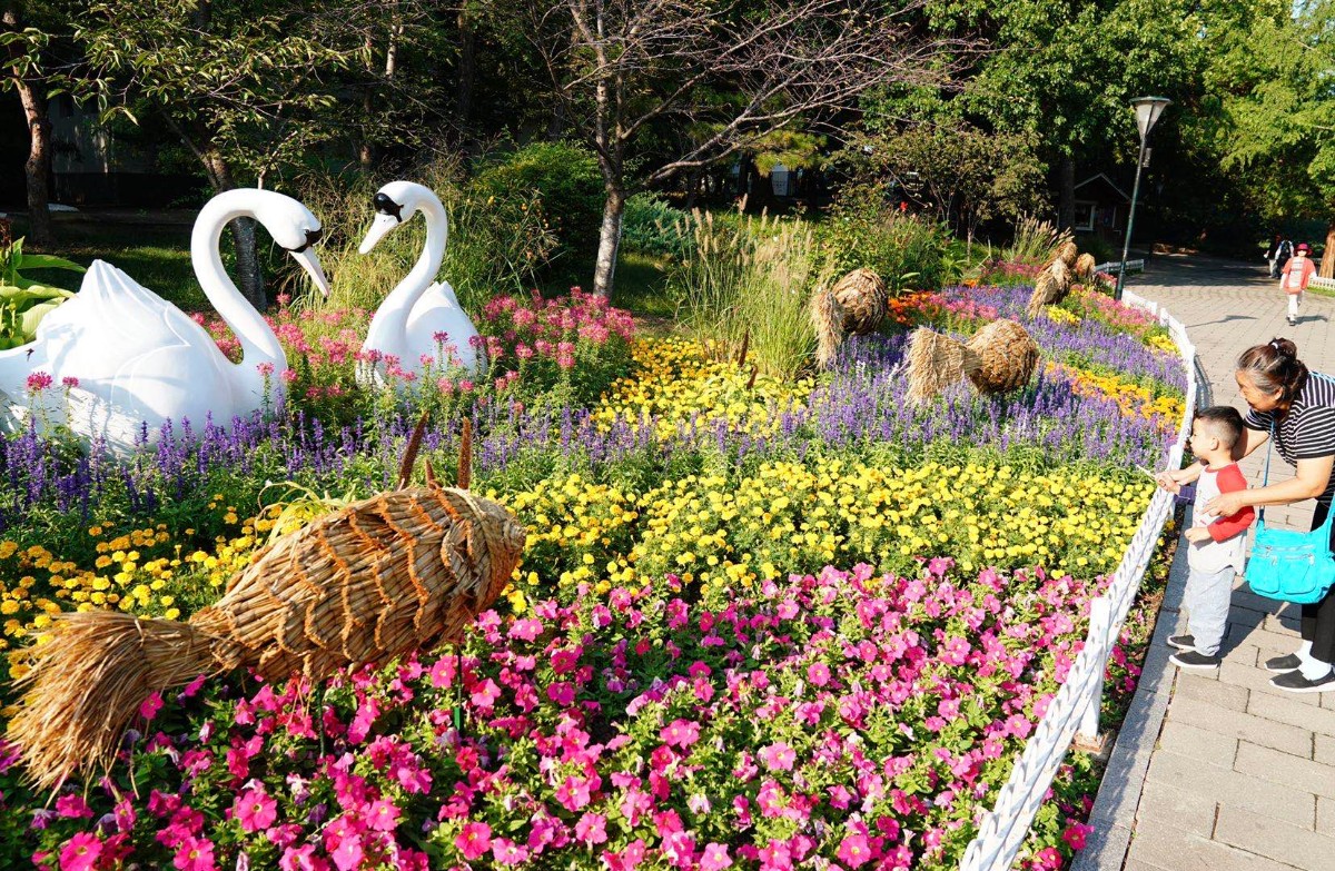 玉渊潭公园景观布置完成近万平方米花坛花境喜迎节日