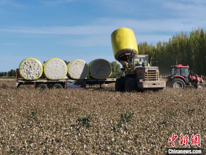 新疆兵团千余万亩棉花机械采摘工作全面展开