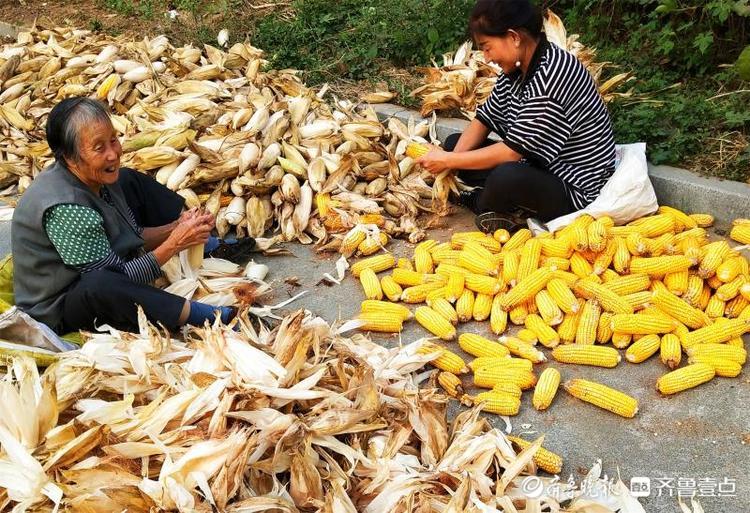 剥玉米不要钱!郯城农民牵手"需求互补"共创致富路