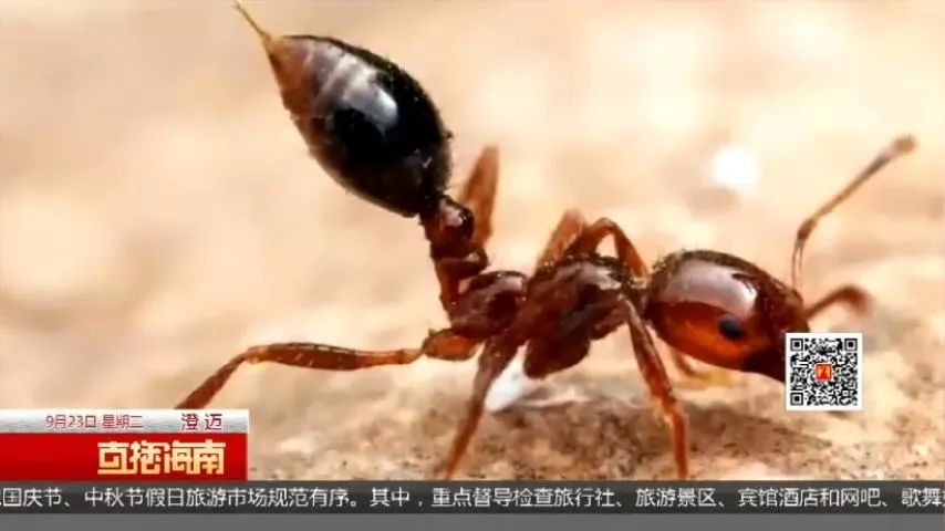 红火蚁入侵村庄海南澄迈县多人被咬伤专家建议及时上报