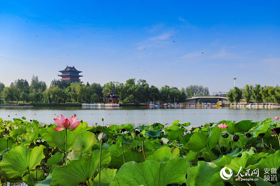 安徽阜阳:两个西湖的对话 一座城市的梦想