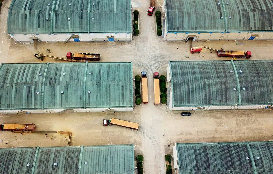 2019年6月14日，江苏连云港市海州区新坝镇一处粮食收购点，工作人员正在收购夏粮。图/中新