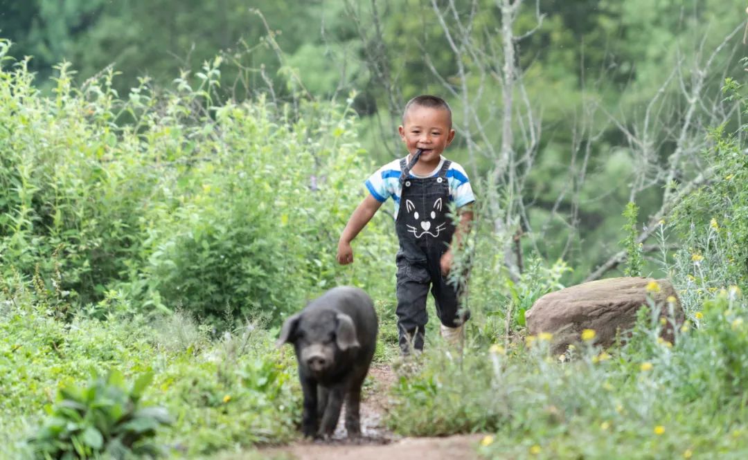 四川省昭觉县三河村养猪创业者郑吃合3岁的儿子在山里追赶一只乌金猪李梦馨摄