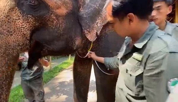 科学探索|“北斗”又出手了 用卫星科技解决“人象冲突”