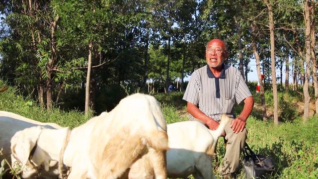 德州平原王凤楼镇八旬老汉:靠金融扶贫政策把一只羊"赶"成了一群羊