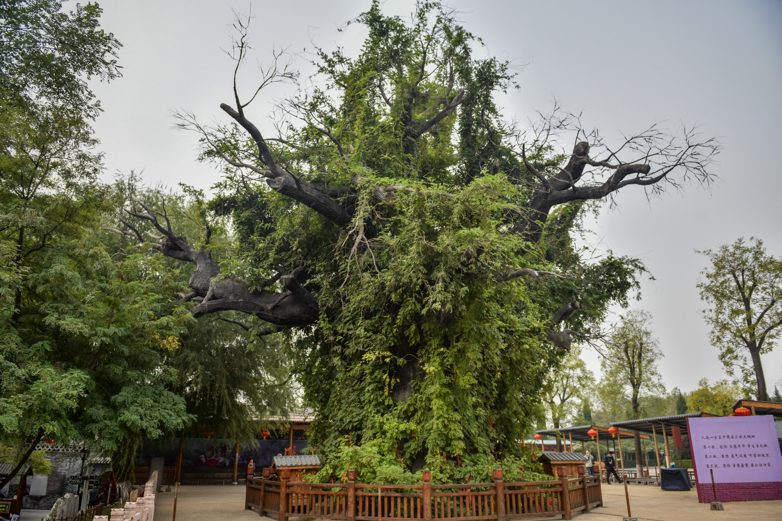 在洪洞古大槐树下聆听祖先迁徙故事体验寻根祭祖文化