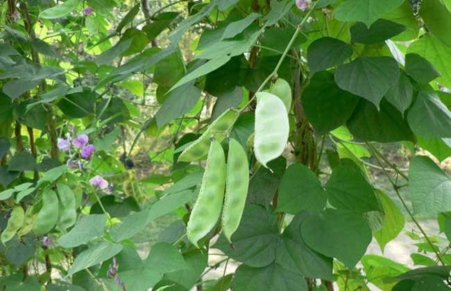 柴扁豆是我家墙头菜园的一种主打庄户菜