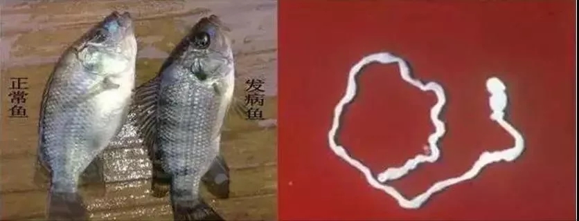 鱼类寄生虫图谱及防控措施,快收藏!