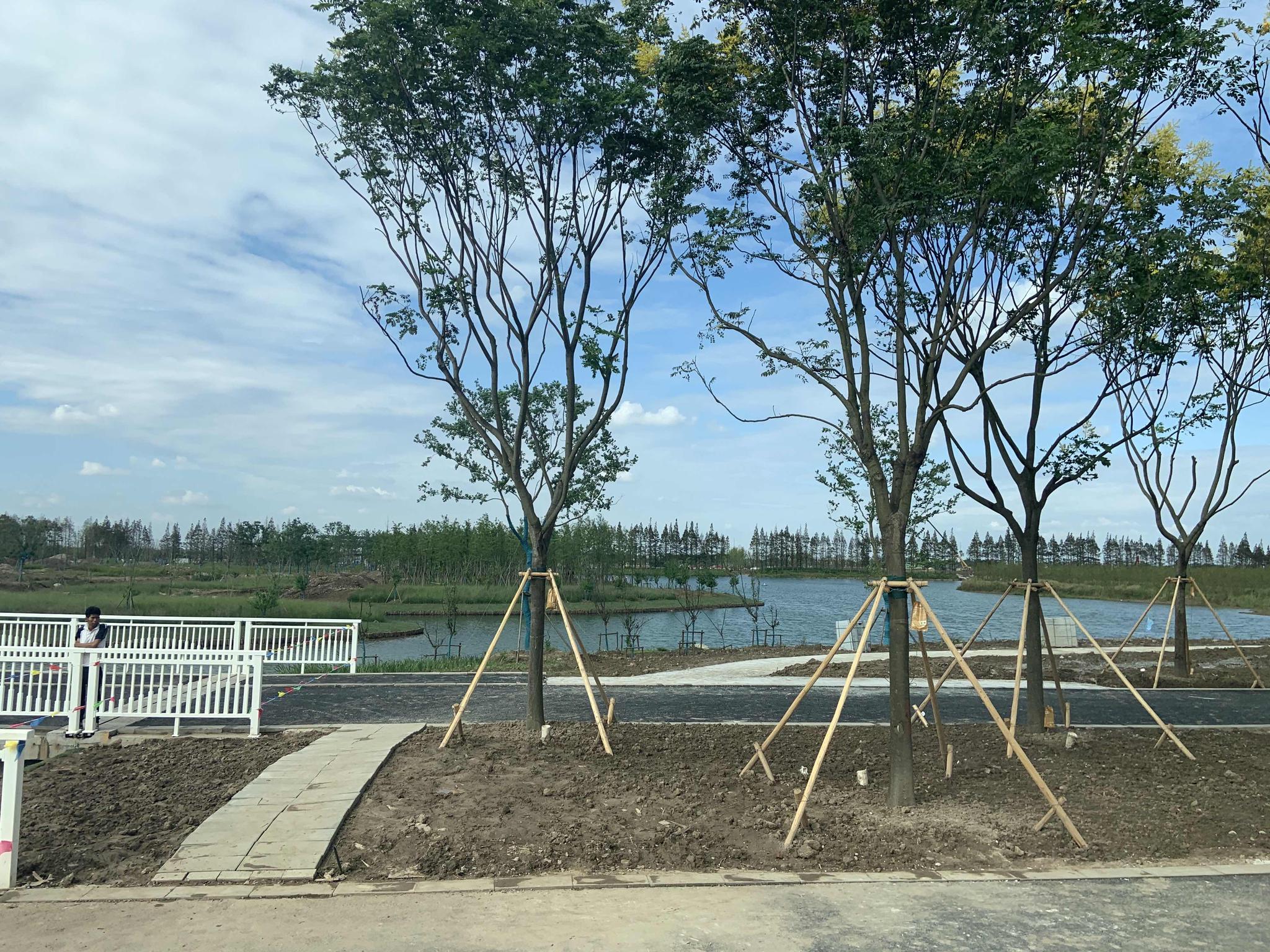 树木正栽种培育，河道清澈。澎湃新闻记者 邓玲玮 图