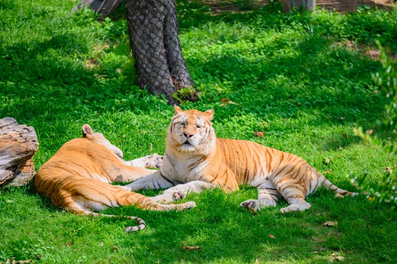 威海西霞口动物园一日游