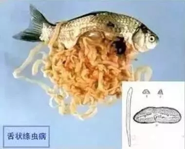 鱼类寄生虫图谱及防控措施,快收藏!