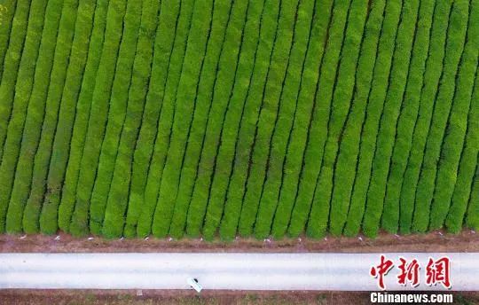 △(资料图) 航拍下的江西景德镇浮梁县茶山，涌碧荡翠，翻青卷绿。刘占昆 摄