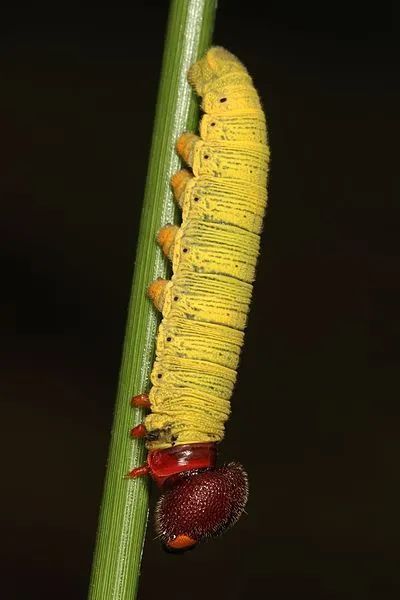 这一能力广泛存在于鳞翅目(蝴蝶和蛾子)的许多物种中.