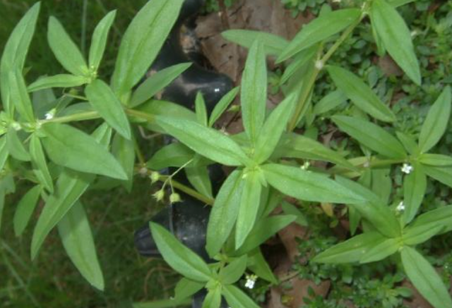 认识中草药：告诉你民间良药“白花蛇舌草”的妙用！