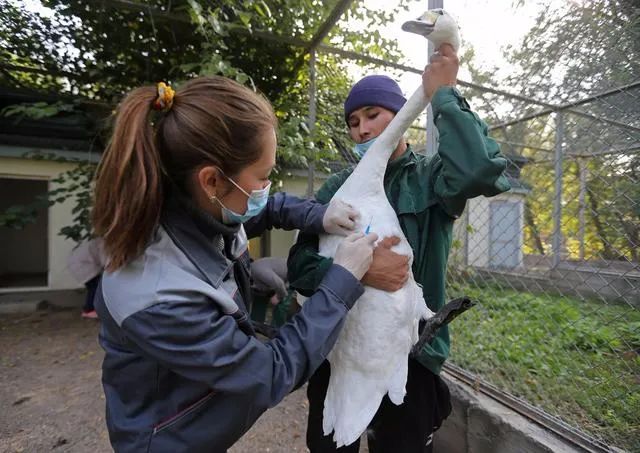 5.4万只家禽死于禽流感,阿拉木图这些小动物开始打疫苗