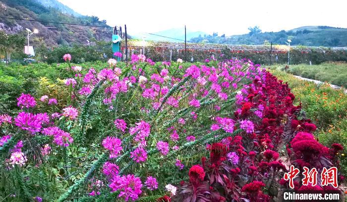 下营子村的中药材花开正艳 张桂芹 摄