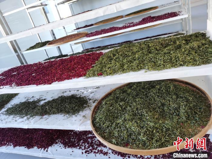 图为王玲玲收购的各种山茶。 王鸣远 摄