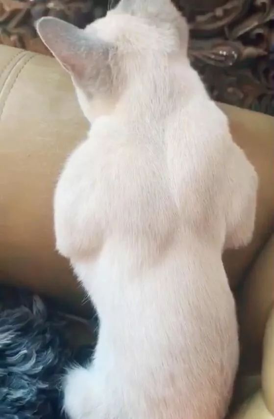 喵界的巨石强森确认过肌肉是我惹不起的猫