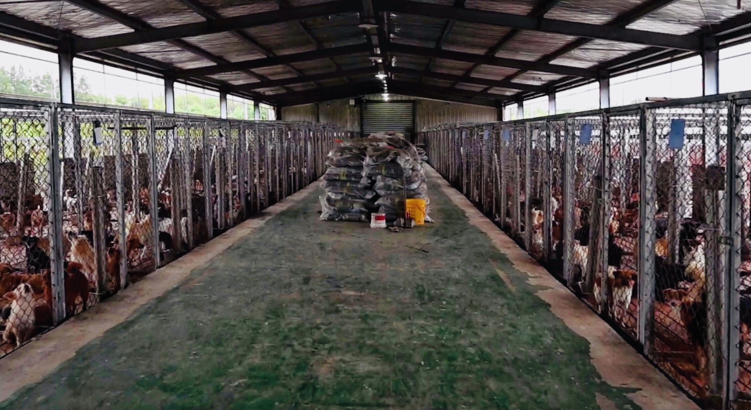 浦东的养狗基地,智祥租了四个大棚作为犬舍,此为其中一个内景