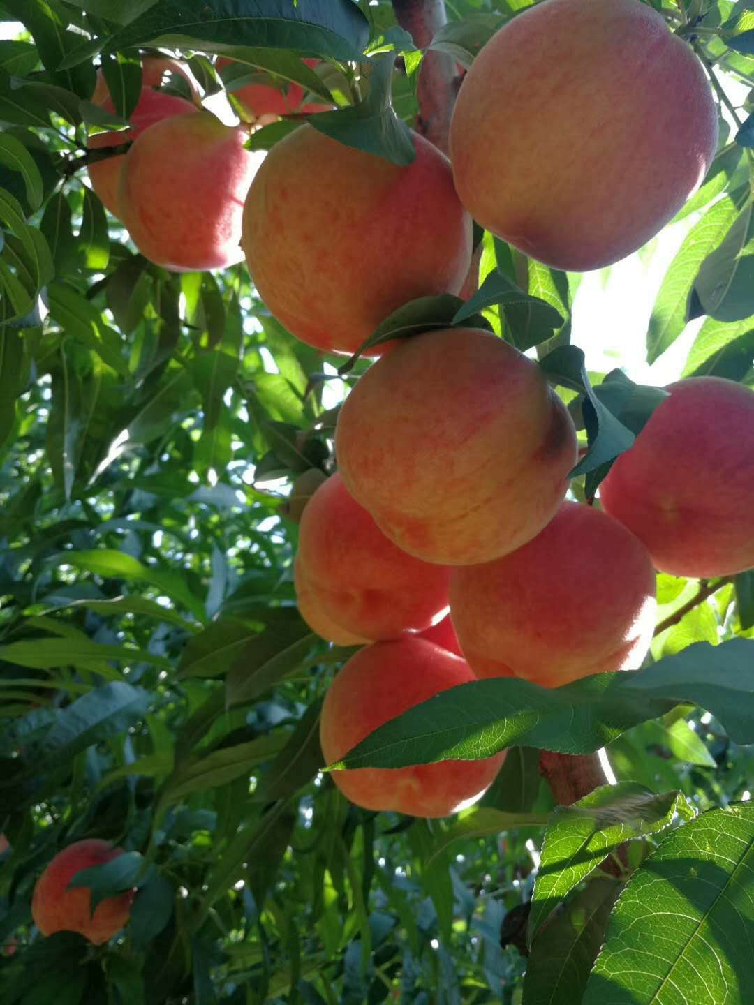 洛浦县生产的大桃，甜度达到了25。受访者供图