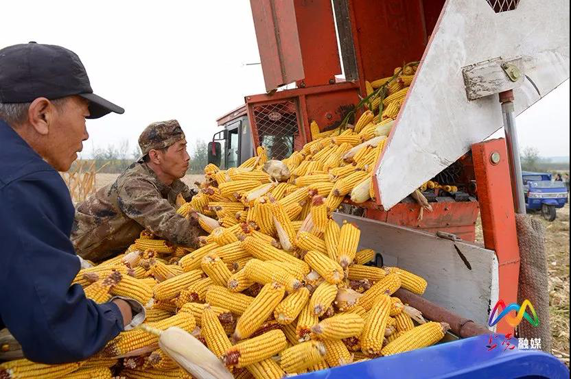 上党区25万亩玉米大丰收,机械化收割唱"主角"