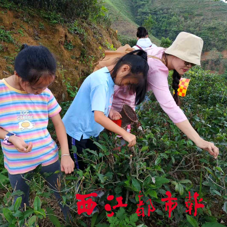 赶紧报名 梧州日报社国庆研学游 将玩转欢乐花谷 体验采茶制茶 盘古 小记者 六堡茶 新浪新闻 赶紧报名 梧州日报社国庆研学游 将玩转欢乐花谷 体验采茶制茶 盘古 小记者 六堡茶 新浪新闻