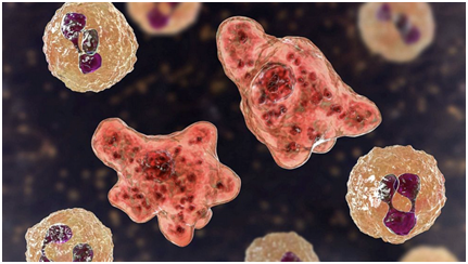 美国又发出“食脑虫”警告：现于得克萨斯州东南部 建议不要用水