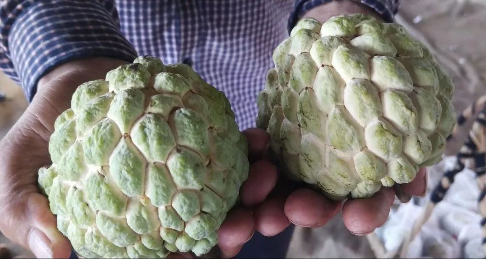 【特产】澄海"樟林林檎"熟了,质优价高不愁卖!今年每斤卖……|澄海|林