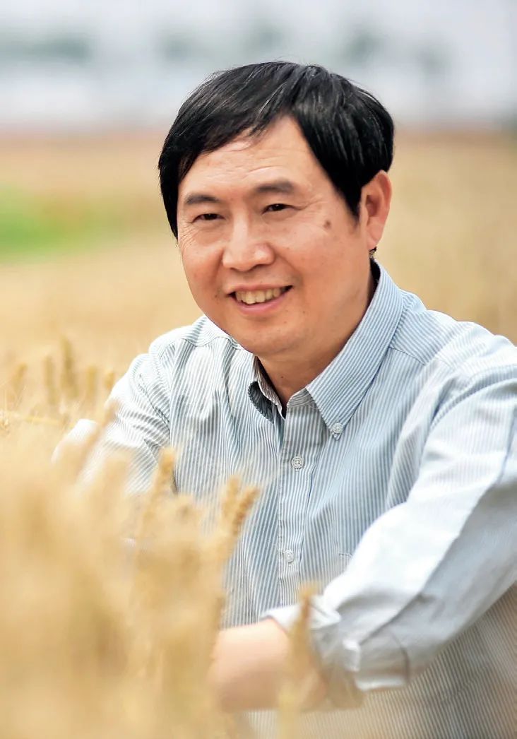 近10年来最严重的“小麦癌症”,我们防住了!|康振生_新浪财经_新浪网