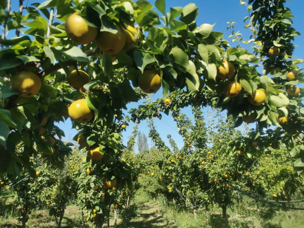 新疆新源县塔勒排名_新疆新源县塔勒德镇农牧民小舞台有声有色(2)