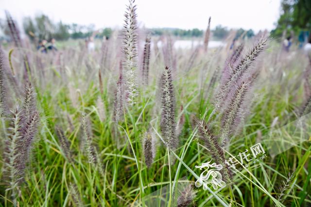 广阳岛上植被茂盛.华龙网-新重庆客户端记者 石涛 摄