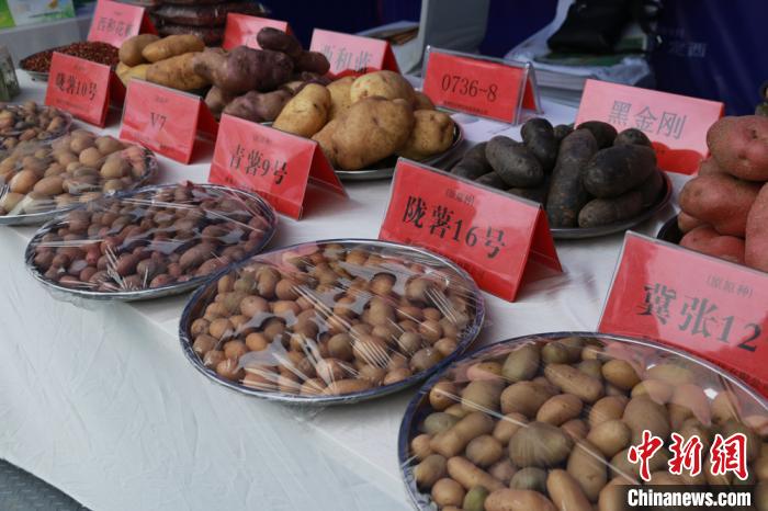 图为“中国薯都”甘肃定西不同品种的马铃薯种薯展示。　张婧 摄