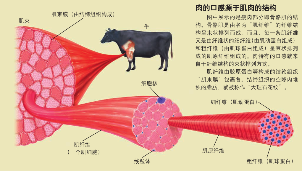 脂肪酸|结缔组织|脂肪_新浪新闻