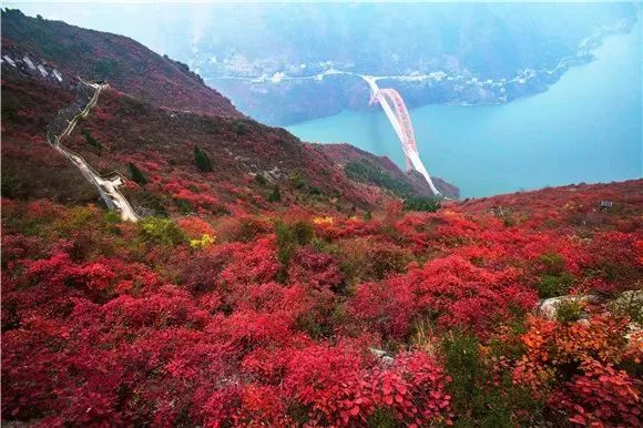 巫山红叶 图：巫山县委宣传部