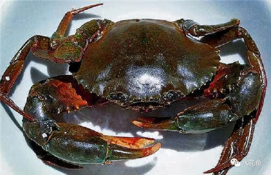 死后2小时,菌落总数激增!死了的螃蟹到底能不能吃?...