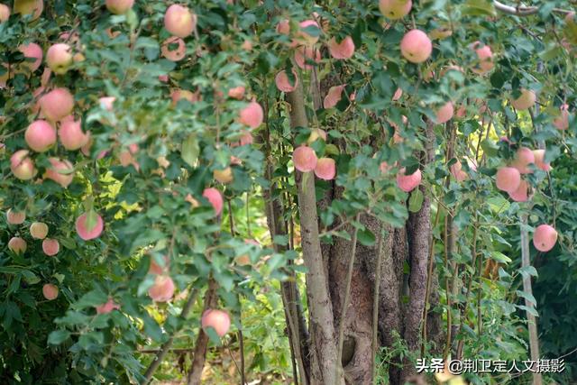 图为进行桥接的一棵40年生老果树.