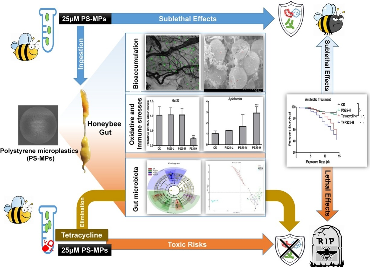 微塑料对蜜蜂肠道健康影响机制。中国农科院供图