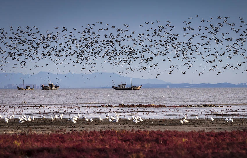 营口湿地候鸟起舞 呈"鸟浪"奇观