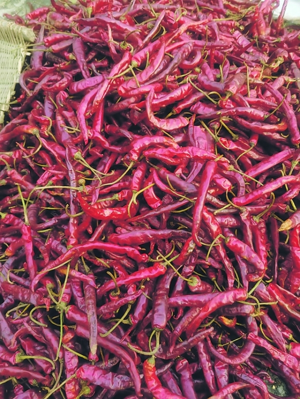 党武镇打造高品质产业链 把小辣椒做成大产业