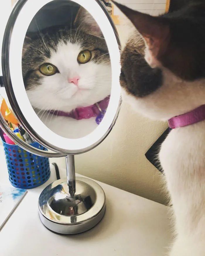 猫狗照镜子表情能多有戏