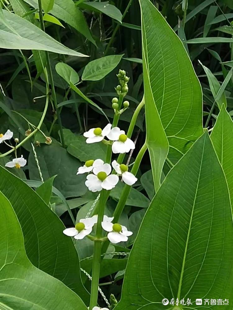 茨菇花开白绿相间很清秀