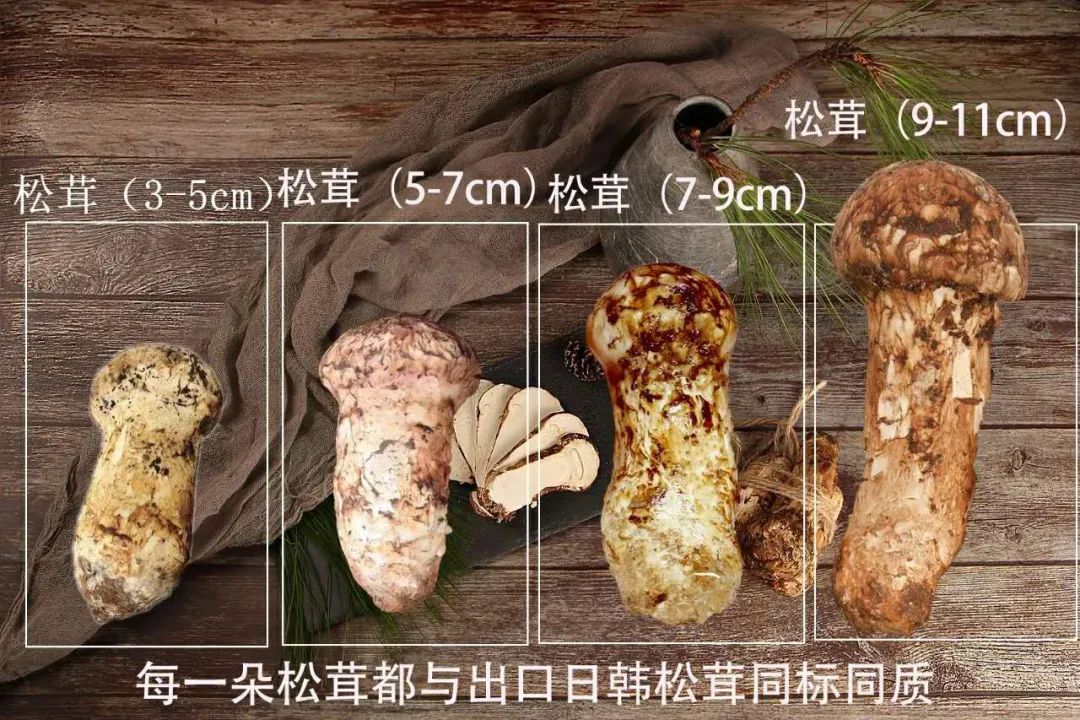 来自香格里拉的松茸鲜润爽口错过一季等一年