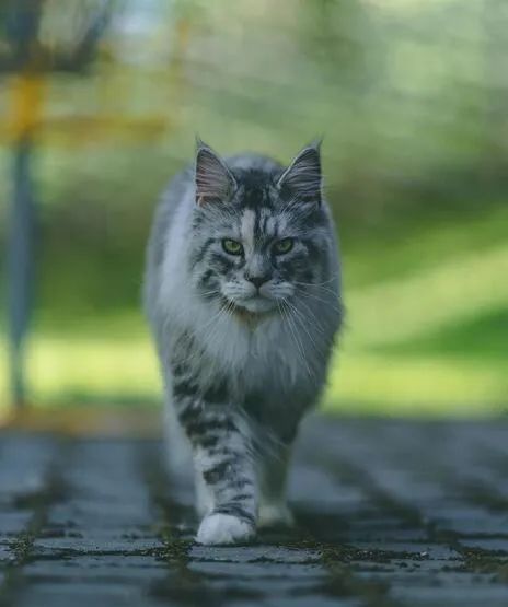 慢镜头录下缅因猫奔跑的样子,这优雅的姿势,真的好帅!