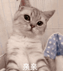 猫咪gif表情包合集|你很拽哦|表情包|懒懒|猫咪_新浪新闻