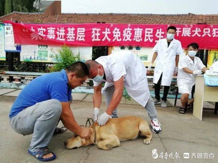 到村庄免费给狗打狂犬疫苗！胶州胶莱街道已免疫4千余只休闲区蓝鸢梦想 - Www.slyday.coM