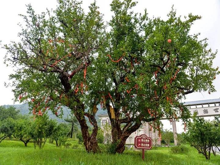 枣庄薛城800年树龄的"吉利石榴王",你见过吗